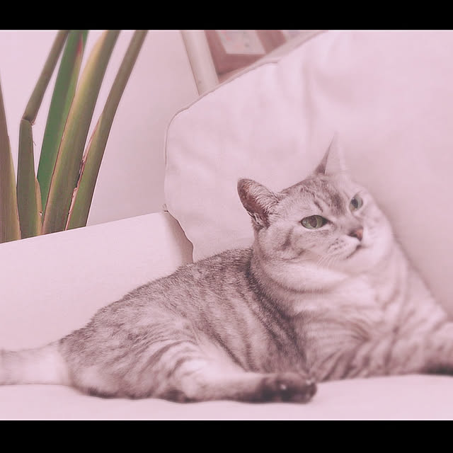 CHIEさんの実例写真