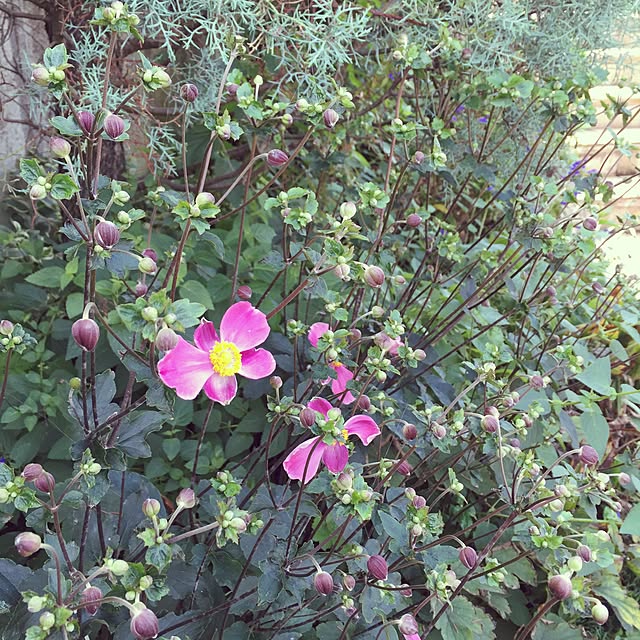 happygardenさんの実例写真