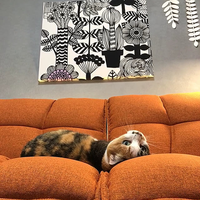 nyanko-beamさんの実例写真