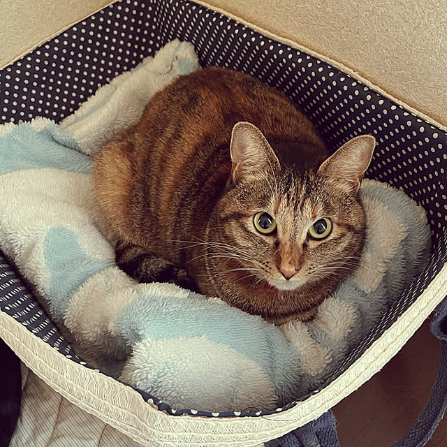 chiiさんの部屋