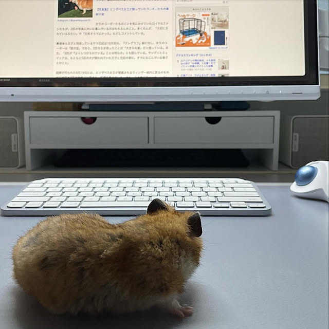 Rainyさんの実例写真