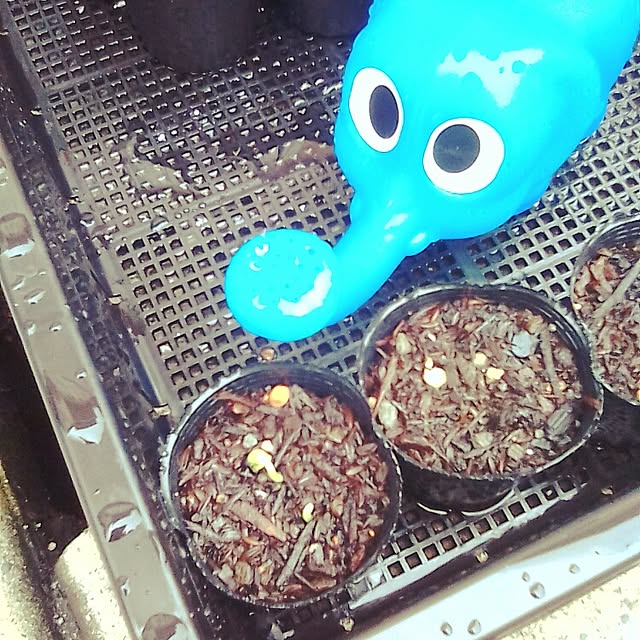 yoshikoさんの実例写真