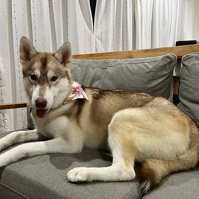 ayakonさんの実例写真