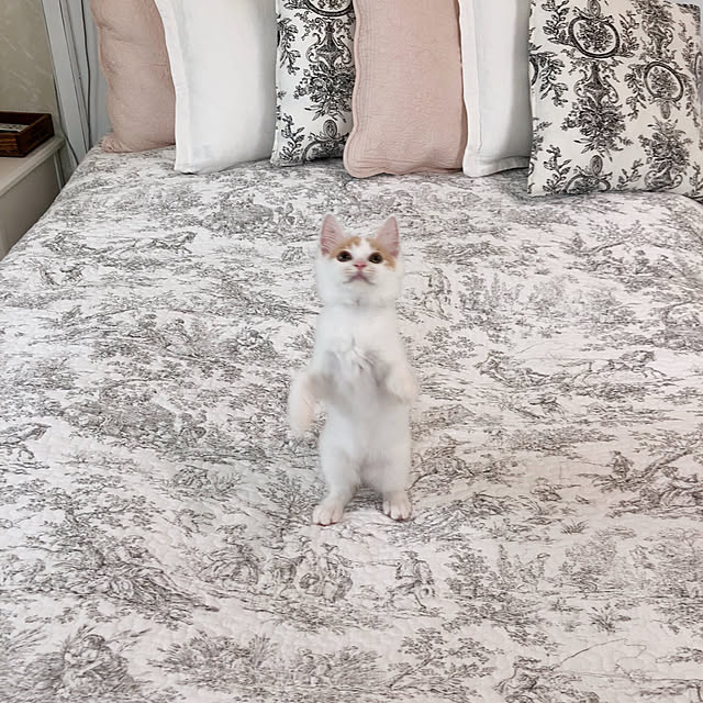 yuchiさんの実例写真