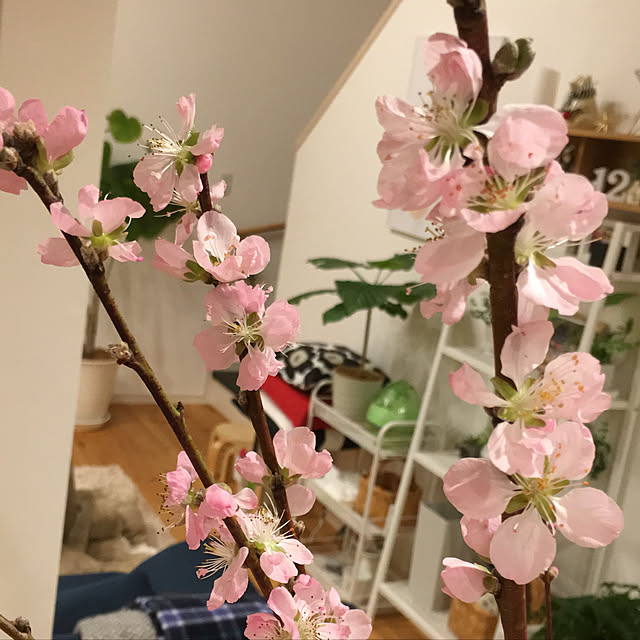 kana_homeさんの実例写真
