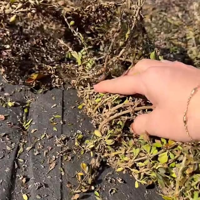 Kurapia_channelさんの実例写真
