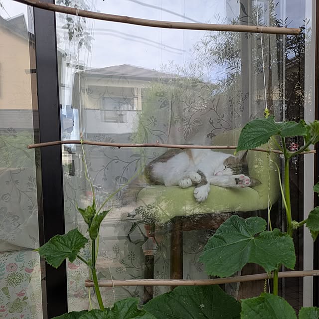 mori_6_12さんの実例写真