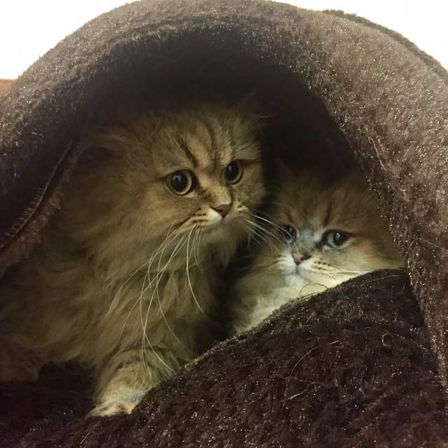 butachanさんの実例写真