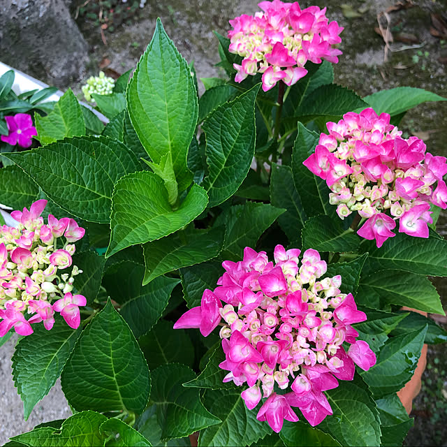 mozuku315さんの実例写真