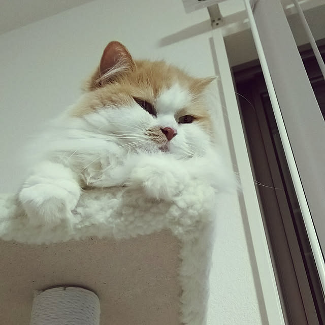 nonkoさんの実例写真