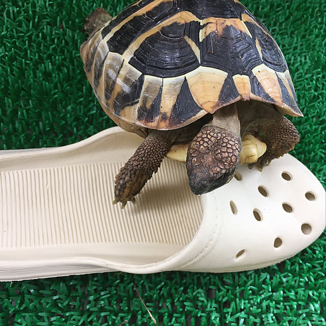 Ryokoさんの実例写真