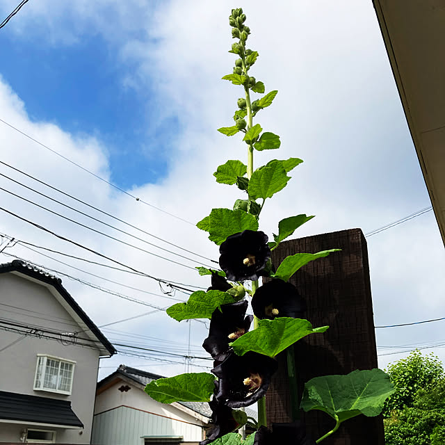 usako66さんの実例写真