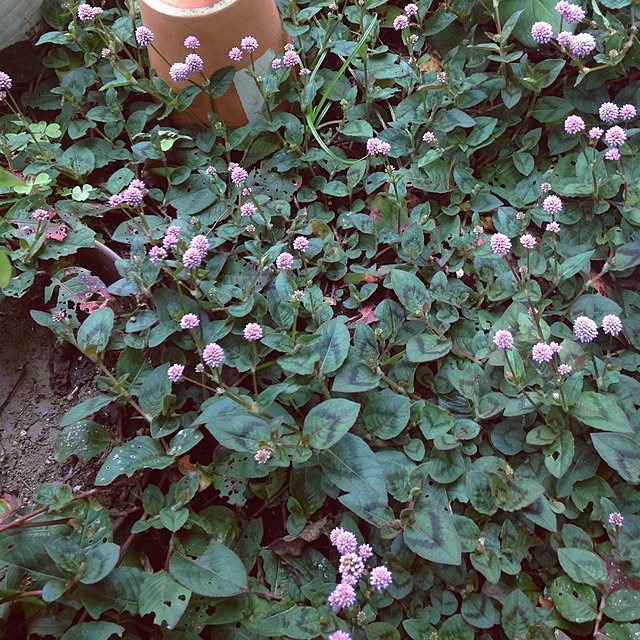 nozomiyaさんの実例写真