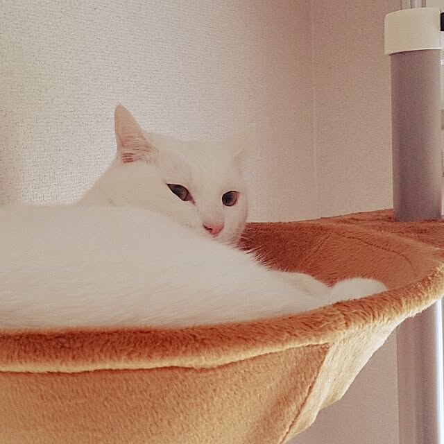 yipuuさんの実例写真
