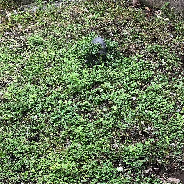 kabu10さんの実例写真