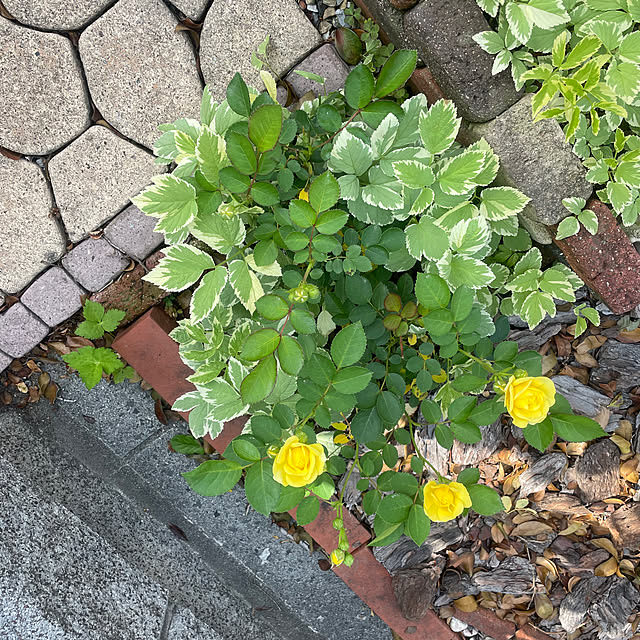 Ma-saさんの部屋