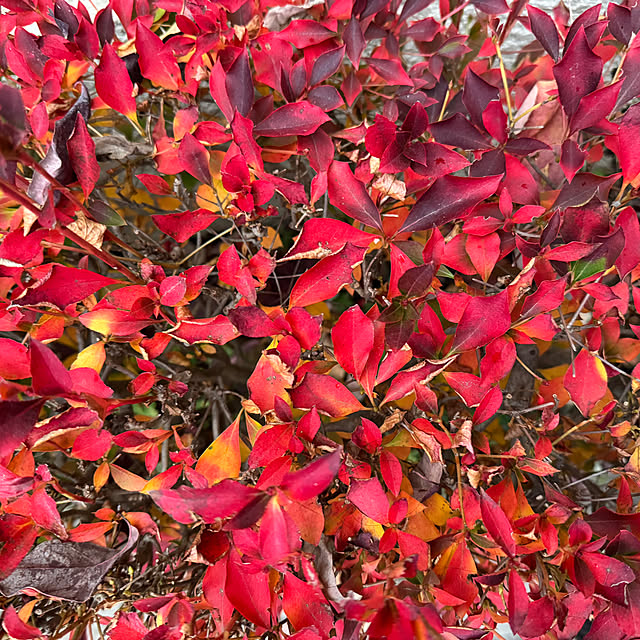 mamizaさんの部屋