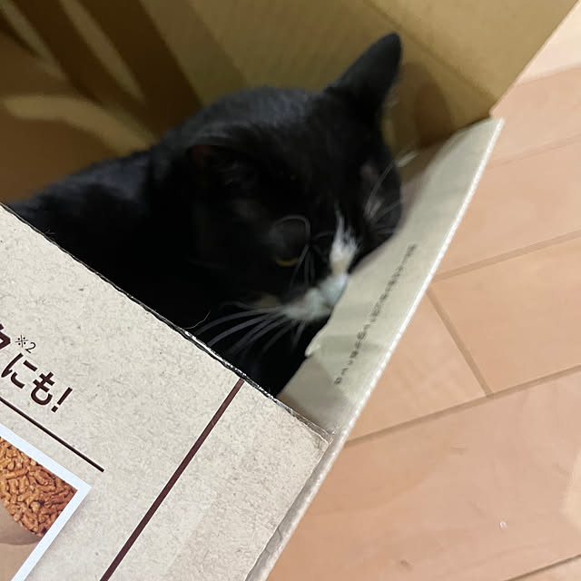 nekoさんの実例写真