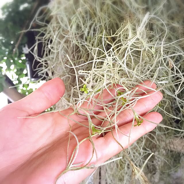 Shishiさんの実例写真