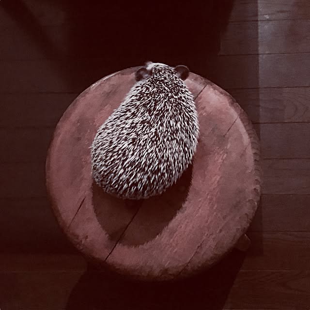 saokoさんの実例写真