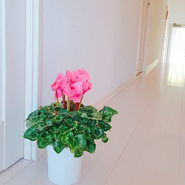 玄関/入り口/観葉植物/ナチュラルのインテリア実例 - 2019-04-21 23:42:32