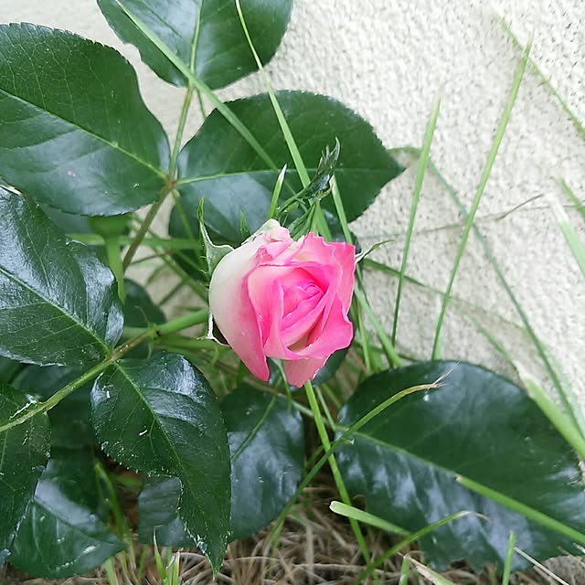 riku-papaさんの実例写真