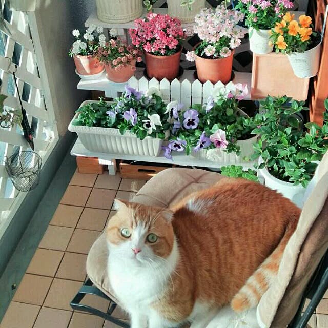 chirurunさんの実例写真