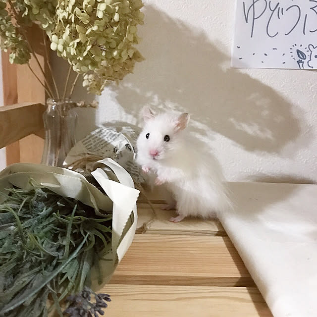 emiさんの実例写真