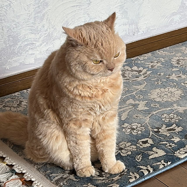 naokoさんの部屋