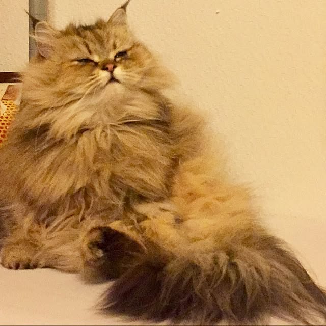 butachanさんの実例写真