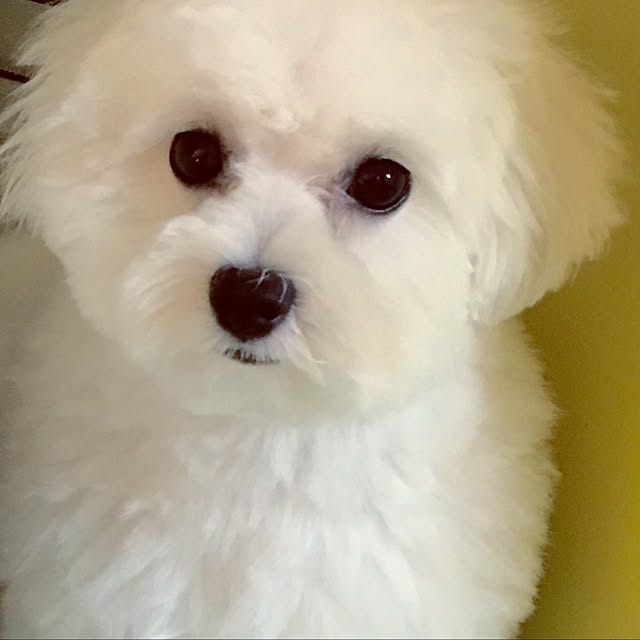 Mopmamaさんの実例写真