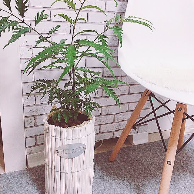 mikaさんの実例写真