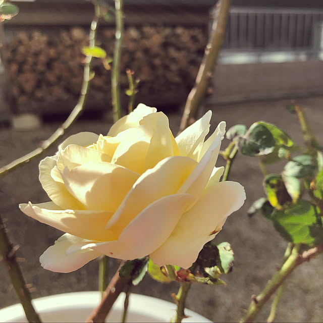 yumigotenさんの実例写真