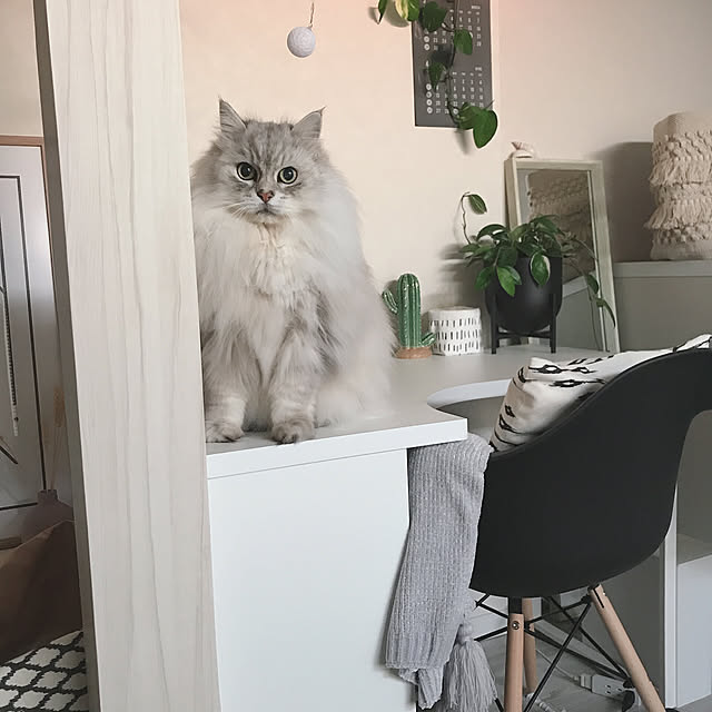 moon.mさんの実例写真
