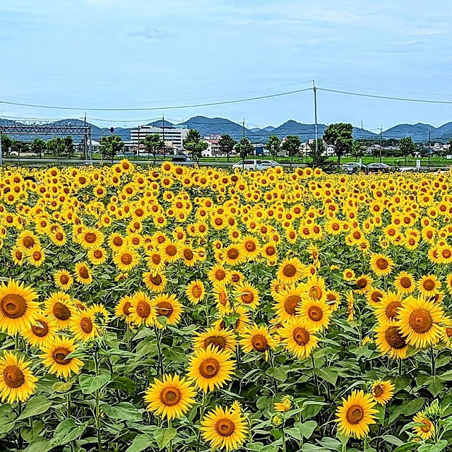 tomatopapaさんの部屋