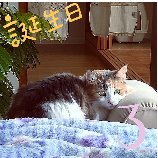 +CHIHARU+さんの実例写真