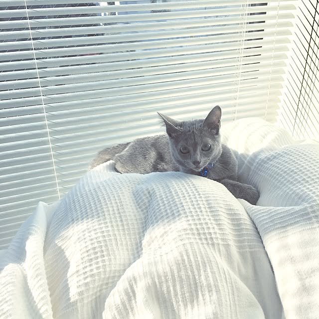 vさんの実例写真