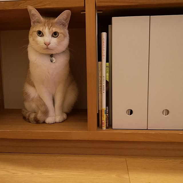 koyurizuさんの実例写真