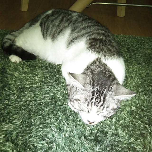 saoさんの実例写真