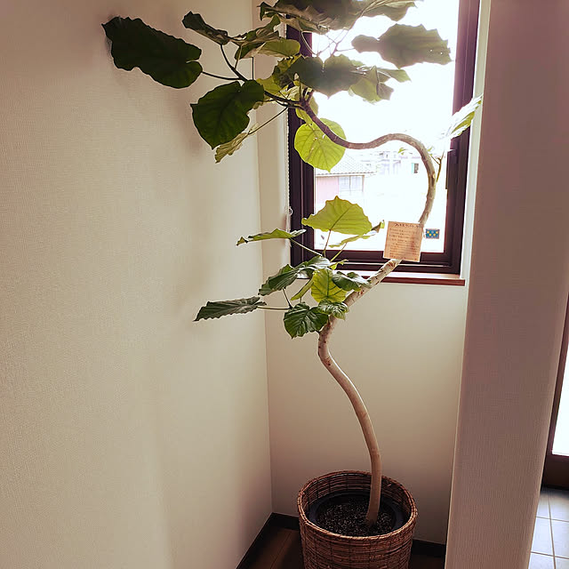 takapeeさんの実例写真