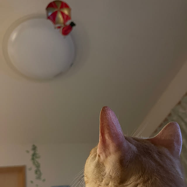 chiiさんのお部屋の写真