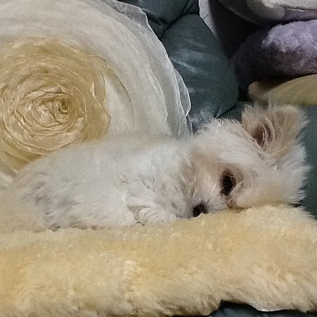 ksyanさんの実例写真