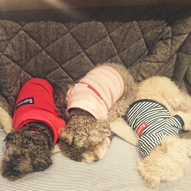 mococoさんの実例写真