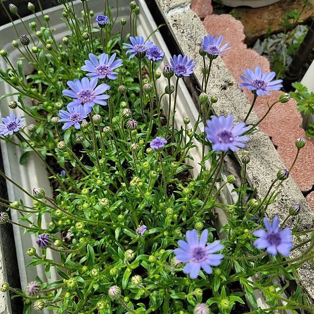 VIORAさんの実例写真