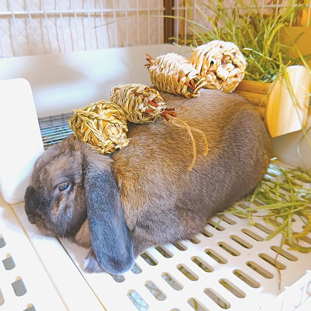 mariaさんの実例写真