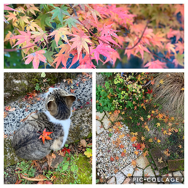 庭の手入れ/もみじ紅葉/カメラマークが出たので(^^;;/いつもいいねやコメントありがとう♡/ゴマ❣️...などのインテリア実例 - 2019-11-24 22:54:31