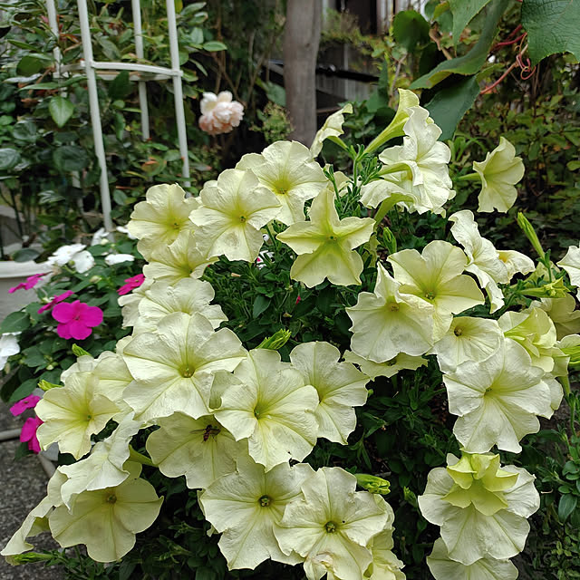 kiraさんの実例写真