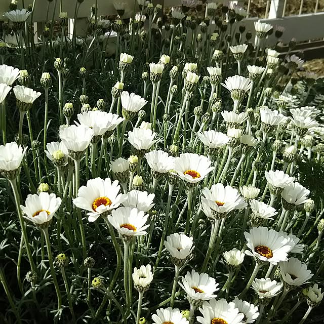 sayaさんの実例写真