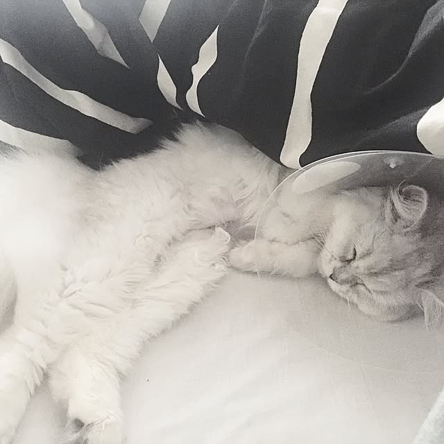 cocoさんの実例写真