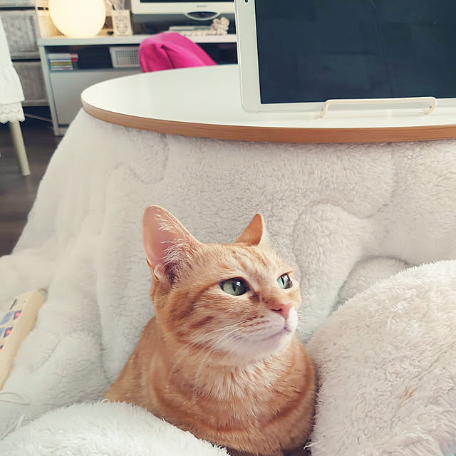 asuminさんの実例写真